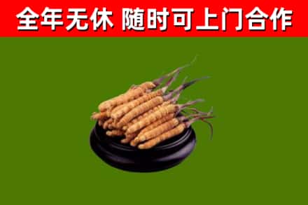 惠山区回收散虫草